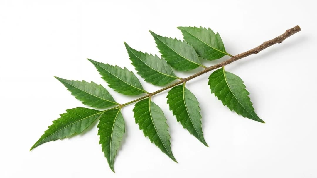 Neem Leaves — export-grade spice from India