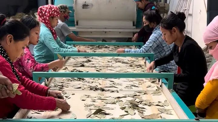 Process stage in Yogiraj spice supply chain