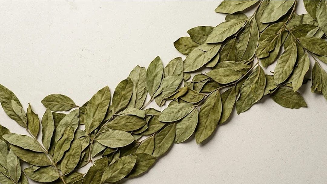 Senna Leaves — export-grade spice from India